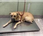 LUCKY - Male Labrador Retriever-Unknown Mix Dog for Adoption - Small photo