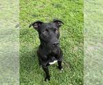 Small #1 American Pit Bull Terrier Mix