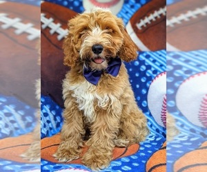 Cock-A-Poo-Poodle (Miniature) Mix Puppy for sale in KIRKWOOD, PA, USA