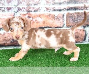Chiweenie Puppy for sale in BEL AIR, MD, USA