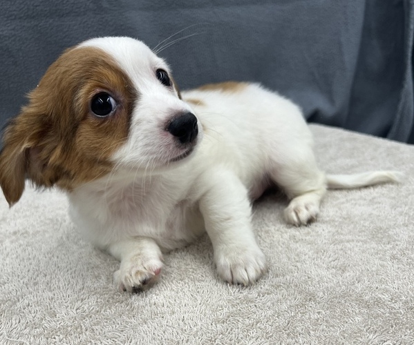 Medium Photo #22 Chiweenie Puppy For Sale in SAINT AUGUSTINE, FL, USA