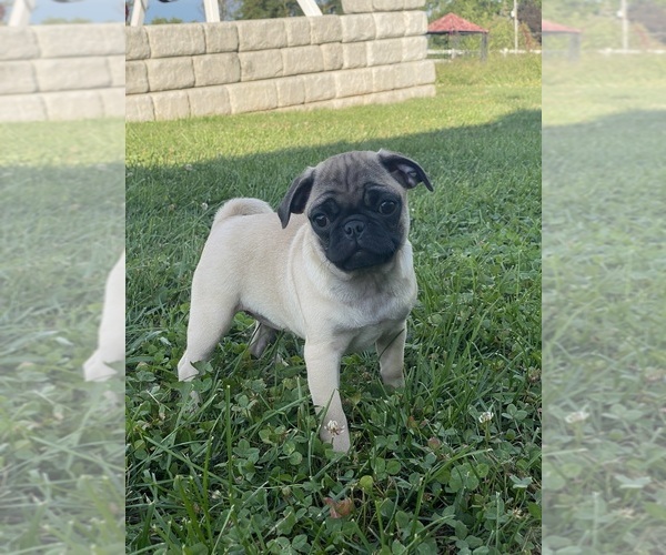 Medium Photo #2 Pug Puppy For Sale in CANOGA, NY, USA