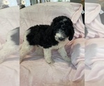 Small Photo #12 Labradoodle Puppy For Sale in MAGNOLIA, TX, USA