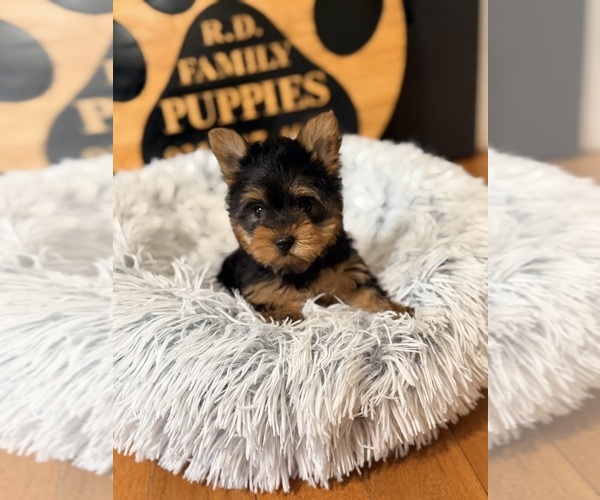 Medium Photo #4 Yorkshire Terrier Puppy For Sale in CROSSVILLE, TN, USA
