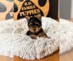 Small #3 Yorkshire Terrier