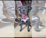 Small Border Collie Mix