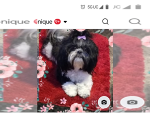 Mother of the Pom-Shi-Shih Tzu Mix puppies born on 05/18/2025