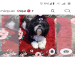 Small Photo #1 Pom-Shi-Shih Tzu Mix Puppy For Sale in SAINT LOUIS, MO, USA