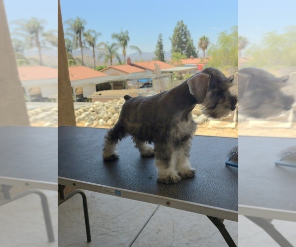 Medium Photo #3 King Schnauzer Puppy For Sale in MORENO VALLEY, CA, USA