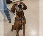 Small #10 Coonhound