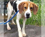 Small #2 Treeing Walker Coonhound