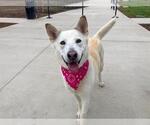 Small #2 German Shepherd Dog Mix