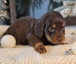 Small #3 Dachshund