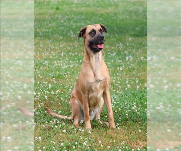 Medium Photo #1 Black Mouth Cur-Unknown Mix Puppy For Sale in Grovetown, GA, USA
