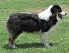 Small Photo #1 Australian Shepherd Puppy For Sale in FAIRVIEW, TN, USA