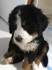 Bernese Mountain Dog Puppy for sale in AUBURN, WA, USA