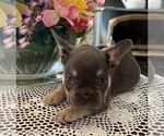 Small Photo #4 French Bulldog Puppy For Sale in VACAVILLE, CA, USA