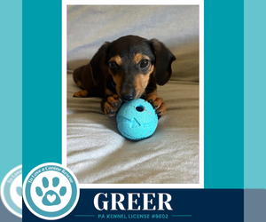 Dachshund Dogs for adoption in Kimberton, PA, USA