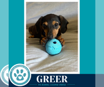 Small Dachshund