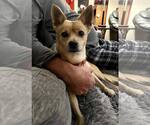 Small Chihuahua Mix