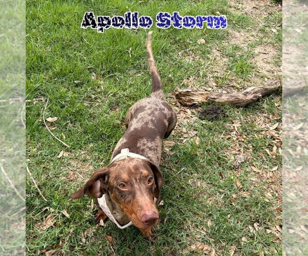 Medium Photo #8 Dachshund Puppy For Sale in San Antonio, TX, USA