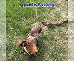 Small #7 Dachshund