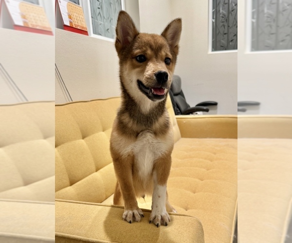 Medium Photo #5 Shiba Inu Puppy For Sale in MURRIETA, CA, USA