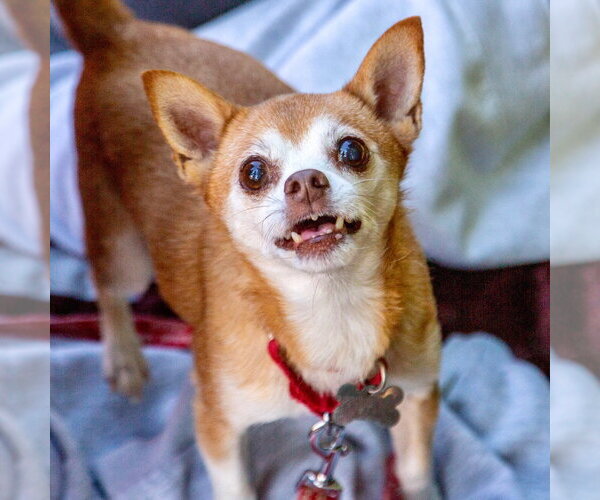Medium Photo #31 Chihuahua-Unknown Mix Puppy For Sale in Canton, CT, USA