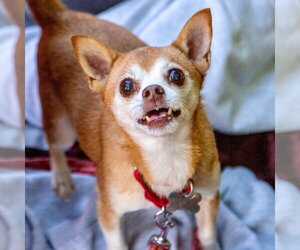 Charley - Male Chihuahua-Unknown Mix Dog for Adoption - Photo #31