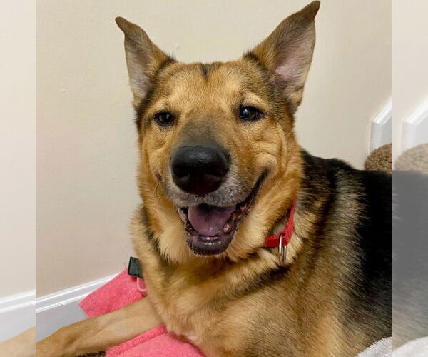 Medium Photo #6 German Shepherd Dog-Unknown Mix Puppy For Sale in Canton, CT, USA