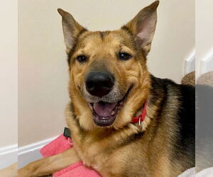 Novak - Male German Shepherd Dog-Unknown Mix Dog for Adoption - Photo #6