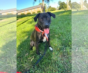 BottleCap - Male Labrador Retriever-Unknown Mix Dog for Adoption - Photo #5