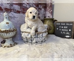 Small Photo #1 Saint Berdoodle Puppy For Sale in QUEEN CREEK, AZ, USA