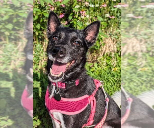 Medium Photo #3 Mutt Puppy For Sale in Williamsburg, IA, USA