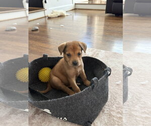German Shepherd Dog-Unknown Mix Dogs for adoption in The Woodlands, TX, USA