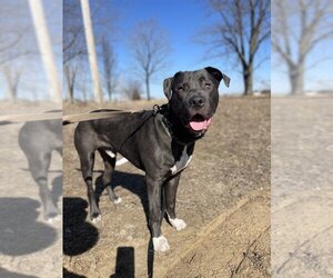 American Pit Bull Terrier-Unknown Mix Dogs for adoption in Foristell, MO, USA