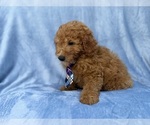 Dash - Male Goldendoodle (Miniature) Puppy for Sale - Photo #3