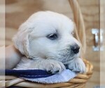 Puppy Chiffon English Cream Golden Retriever