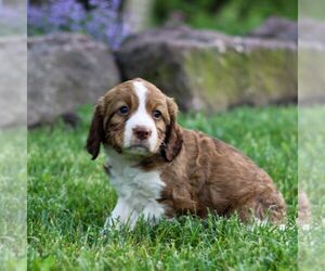 Shih Tzu Puppy for sale in DENVER, PA, USA