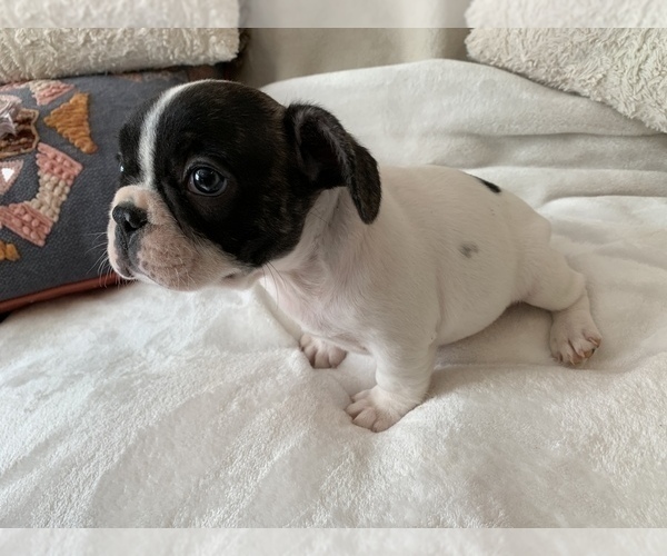 Medium Photo #16 French Bulldog Puppy For Sale in JOHNS ISLAND, SC, USA