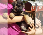 Small Photo #20 German Shepherd Dog Puppy For Sale in LAWRENCEBURG, TN, USA