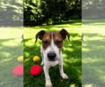 Small #15 Basenji-Rat Terrier Mix