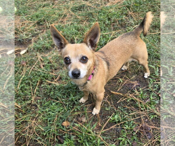 Medium Photo #1 Chihuahua Puppy For Sale in Spring Lake, NC, USA