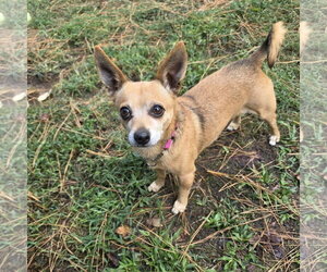 Chihuahua Dogs for adoption in Spring Lake, NC, USA