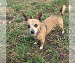 Daisy Loo - Female Chihuahua Dog for Adoption - Small photo