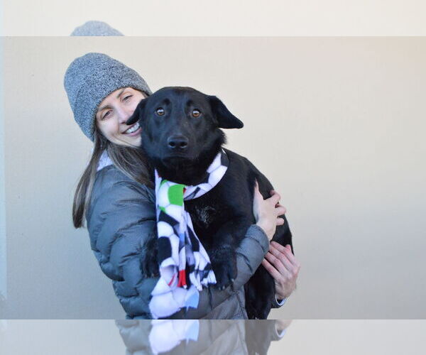 Medium Photo #3 Unknown-Welsh Corgi Mix Puppy For Sale in McKinney, TX, USA