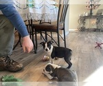 Small Photo #3 Boston Terrier Puppy For Sale in FREDONIA, KS, USA