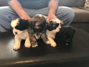 Shih Tzu Puppy for sale in CASSADAGA, NY, USA
