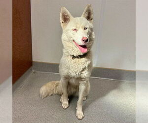Siberian Husky-Unknown Mix Dogs for adoption in Rancho Cucamonga, CA, USA