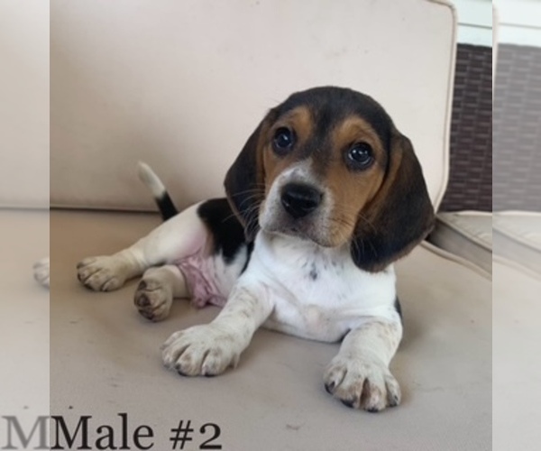 Medium Photo #1 Beagle Puppy For Sale in MOSES LAKE, WA, USA